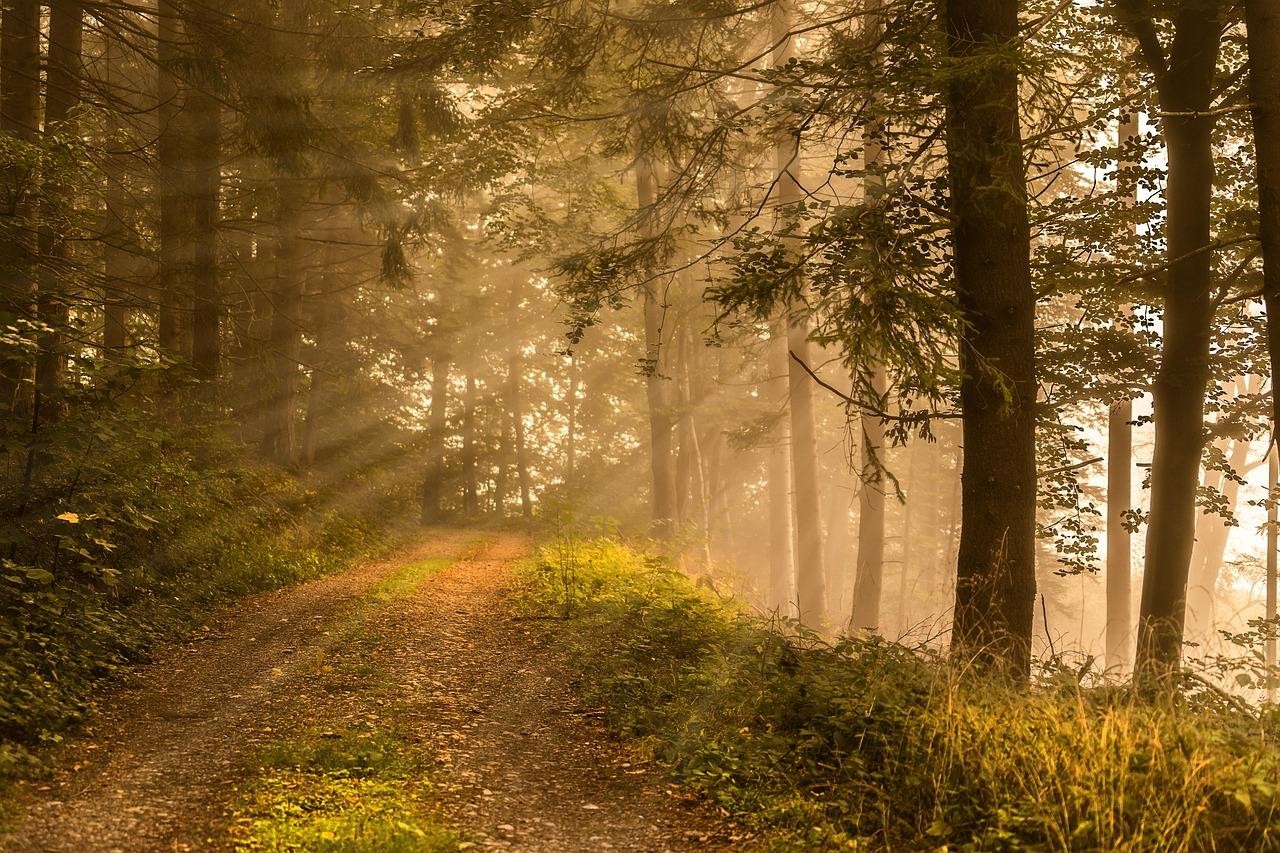 Forest Path with sun shining in through the trees, representing the path taken through our journey with Human Design
